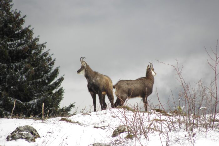 Des chamois à la montagne