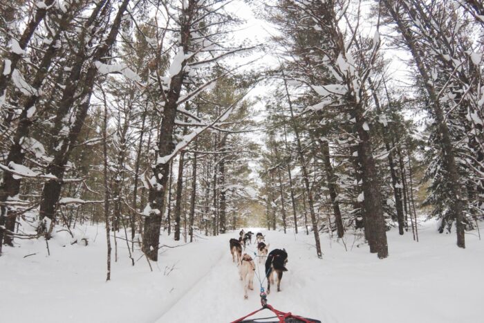 Balade en chiens de traineau à Avoriaz pour un événement d'entreprise thème neige